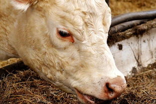 河間市畜禽養殖廢棄物資源化利用工作方案