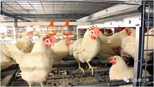 全球多地畜禽養(yǎng)殖業(yè)調(diào)整，糧食安全與產(chǎn)業(yè)鏈轉(zhuǎn)型挑戰(zhàn)并存